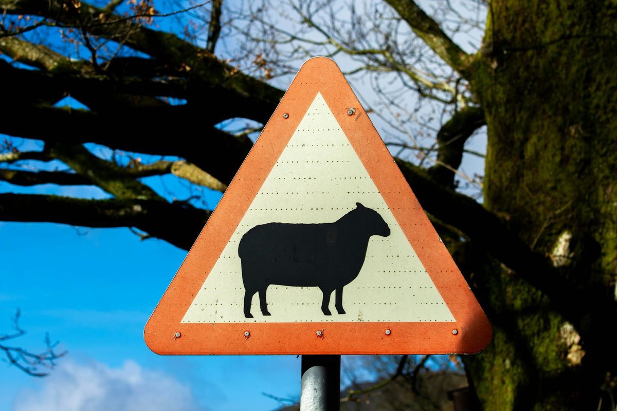Red triangle warning sign for sheep in the road